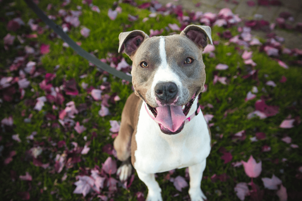 Dogs with heart disease can still have a good quality of life