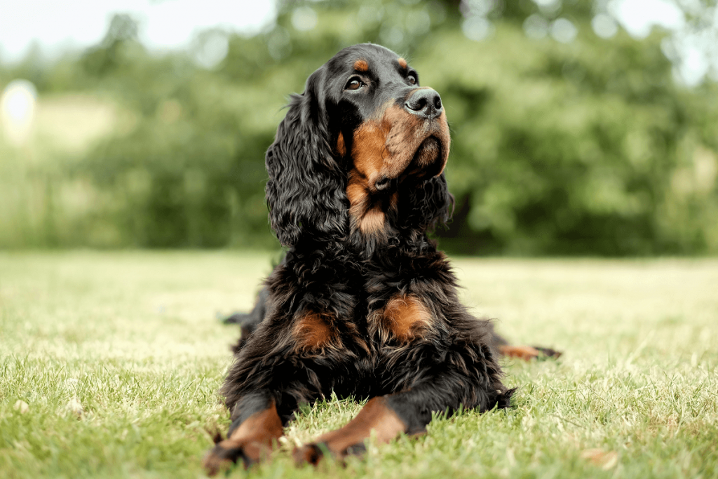 Heart disease is quite common in dogs