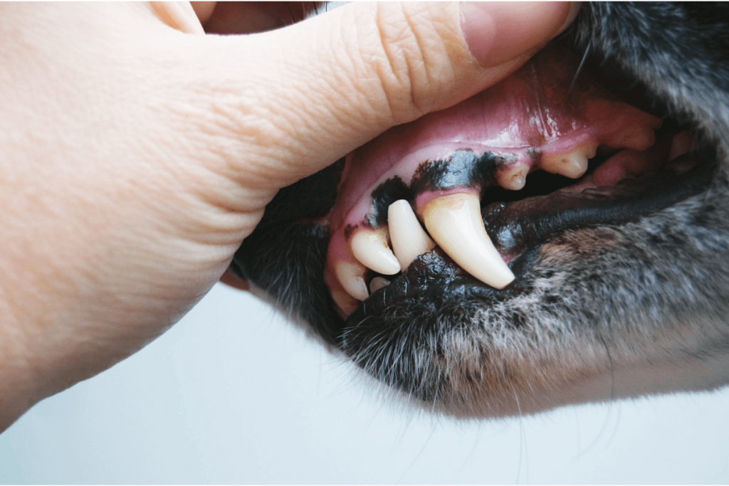 Dental health checks