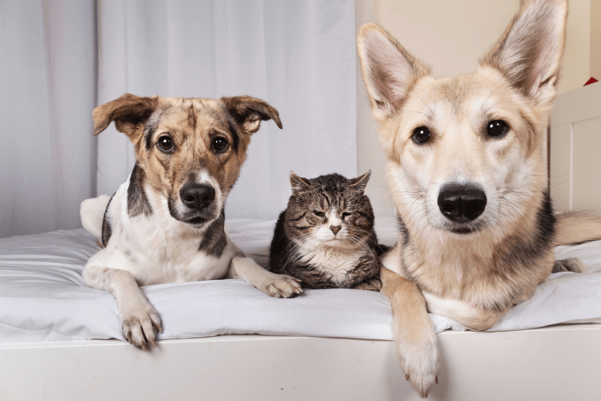 Dogs and cat from Gawler East