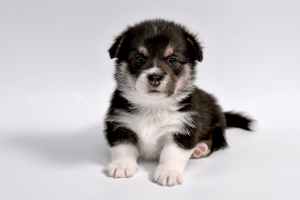 Puppies are susceptible to parvovirus