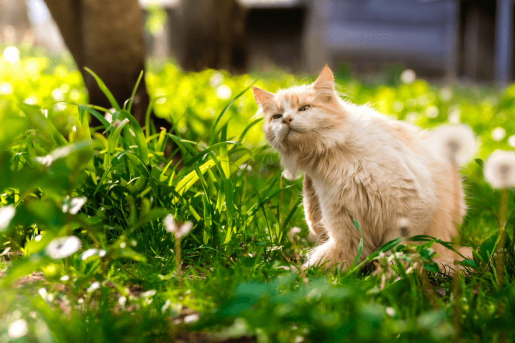 Cat itching outside