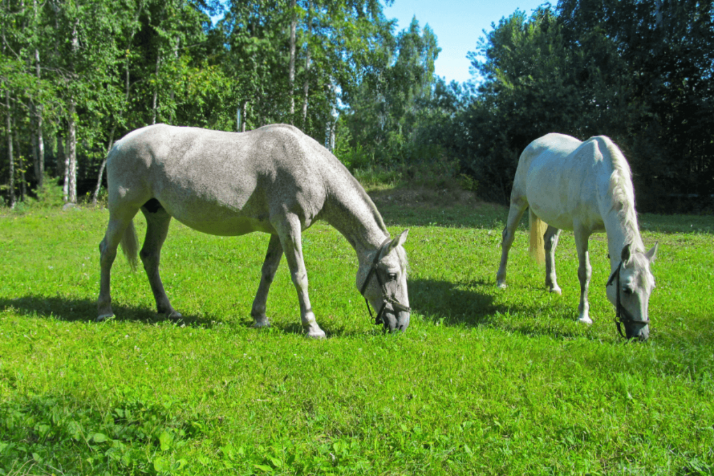 Horses in Adelaide Hills at risk of laminitis