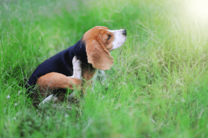 Managing your pet's spring allergies