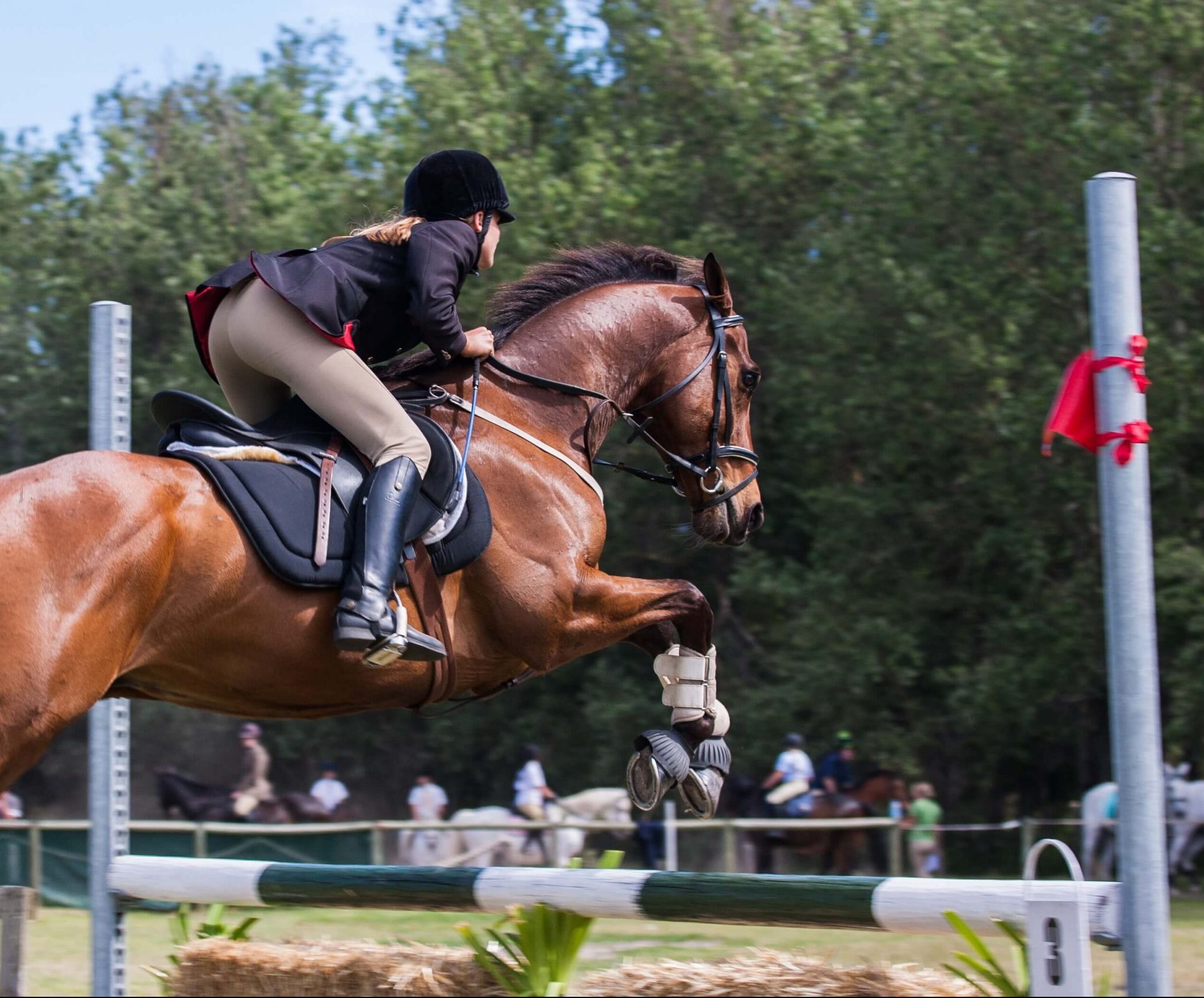 Horse with rider in Adelaide Hills