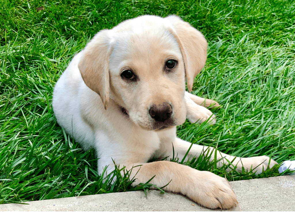 Puppy lying on grass