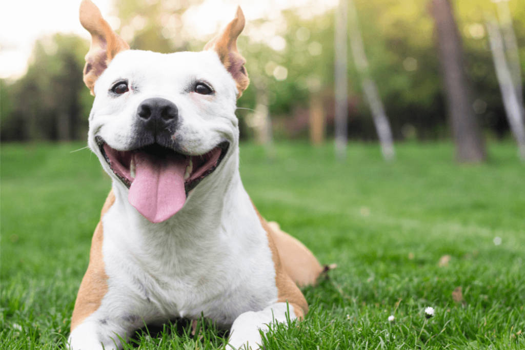 Keeping pets cool in summer - dog panting