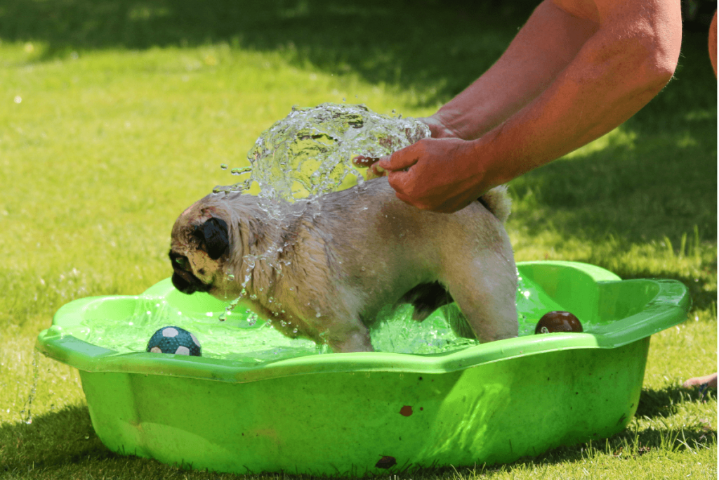 Pug dog in paddle pool keeping cool