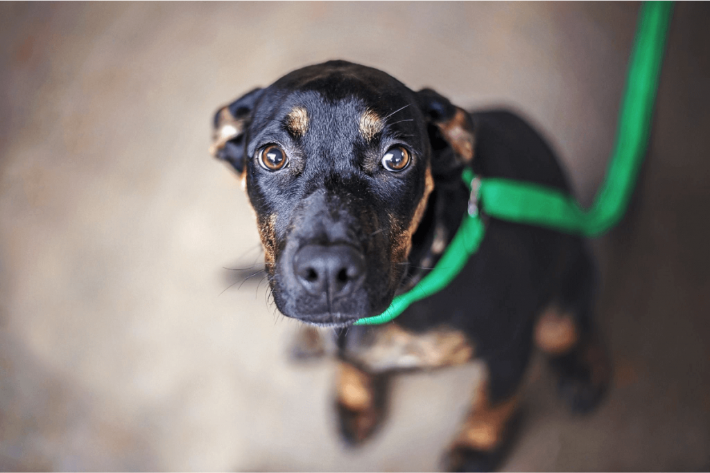 Dogs can suffer from anxiety over the holiday season