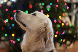 Dog begging for festive foods at Christmas