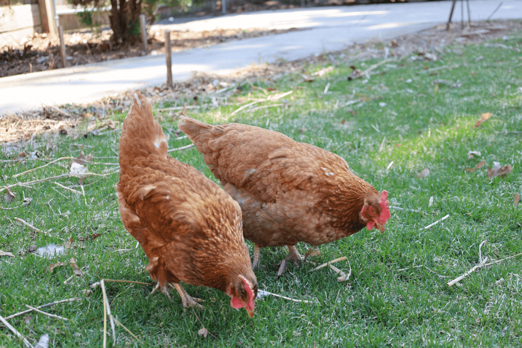 Backyard chickens