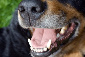 Pet dog with gum disease