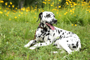 Dogs with short hair such as Dalmatians are susceptible to skin cancer