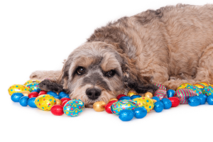 Easter chocolate is dangerous for dogs
