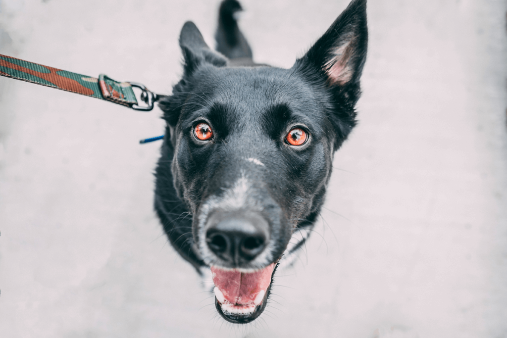 Dog getting daily exercise