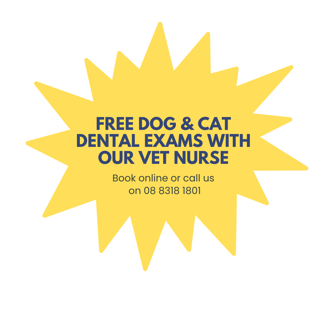 Free pet dental exams with vet nurse in Gawler